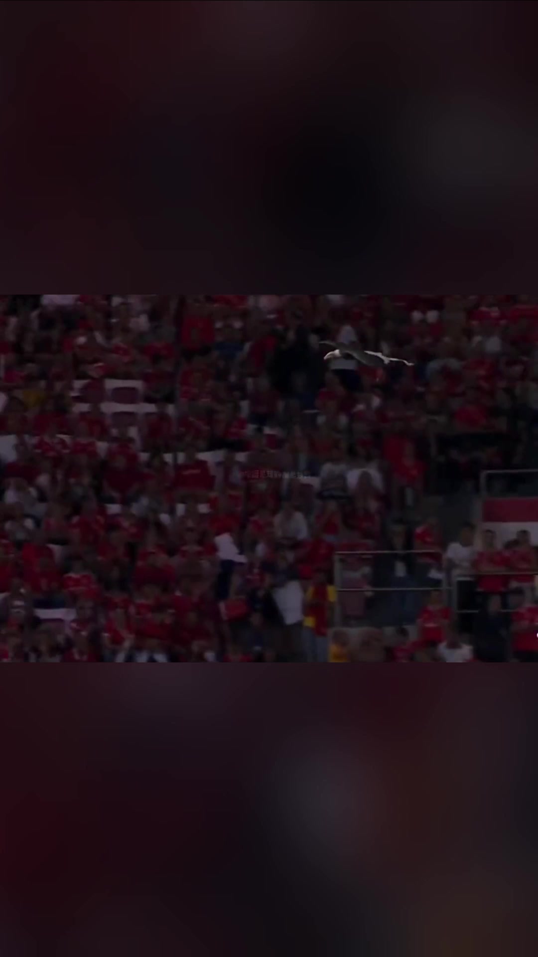 足坛最特别的开场本菲卡每场比赛前都有一只雄鹰在翱翔