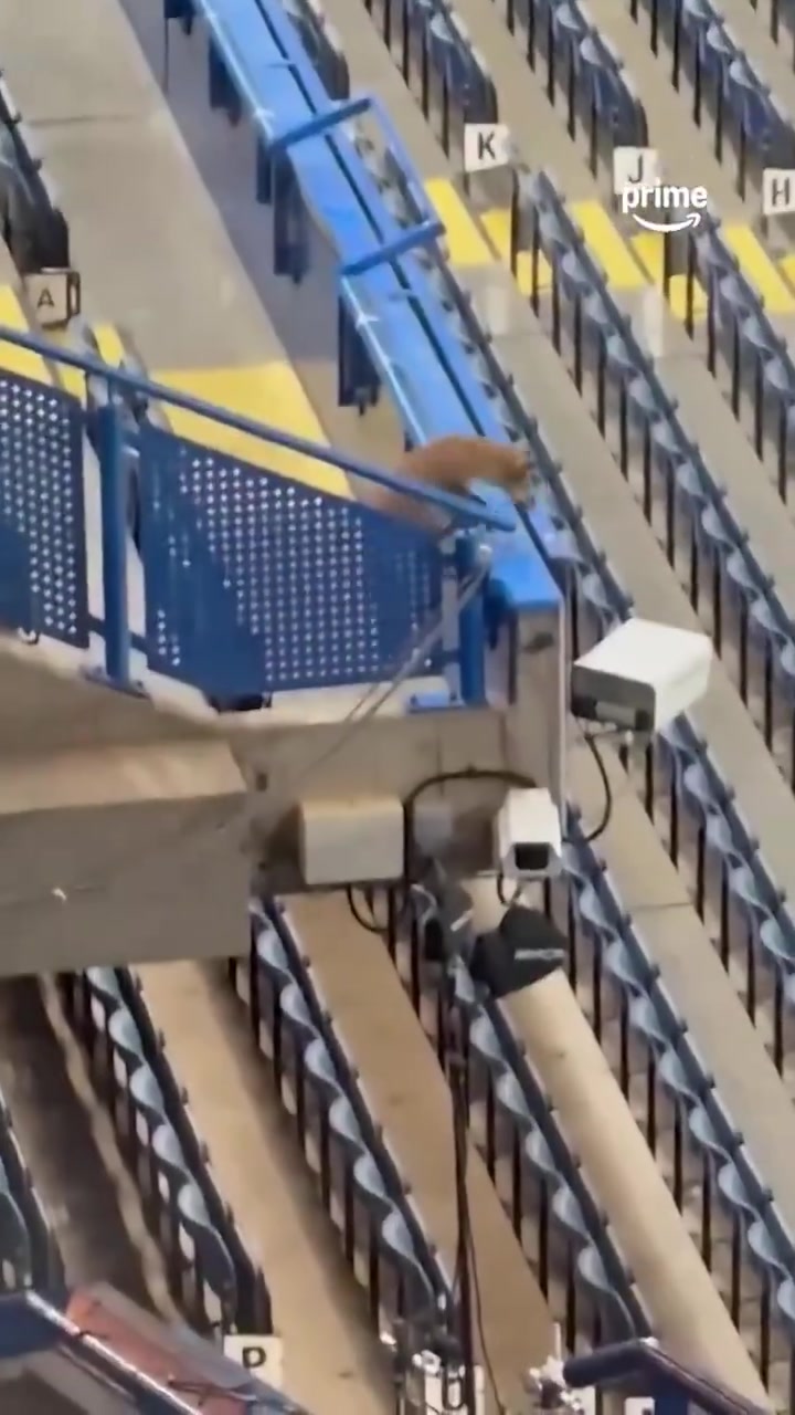 切尔西欧冠赛前斯坦福桥看台上一只狐狸出没